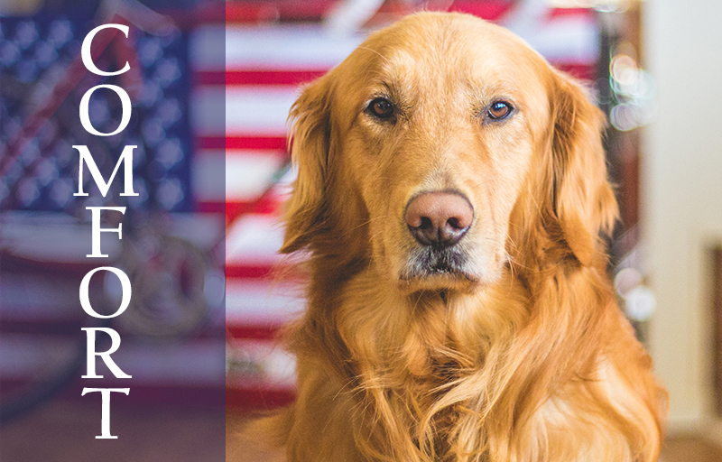 Comfort Dogs