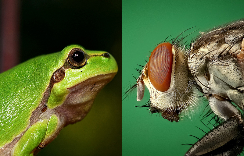 plagues two, three and four