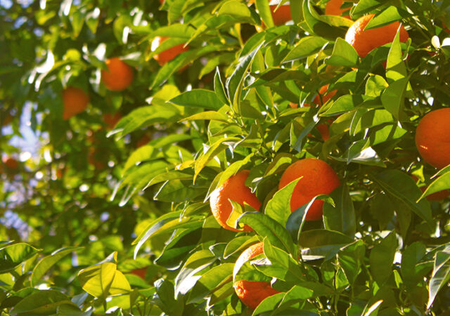 fruit of trees