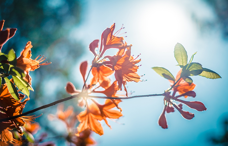 Lutherans for Life Latvia