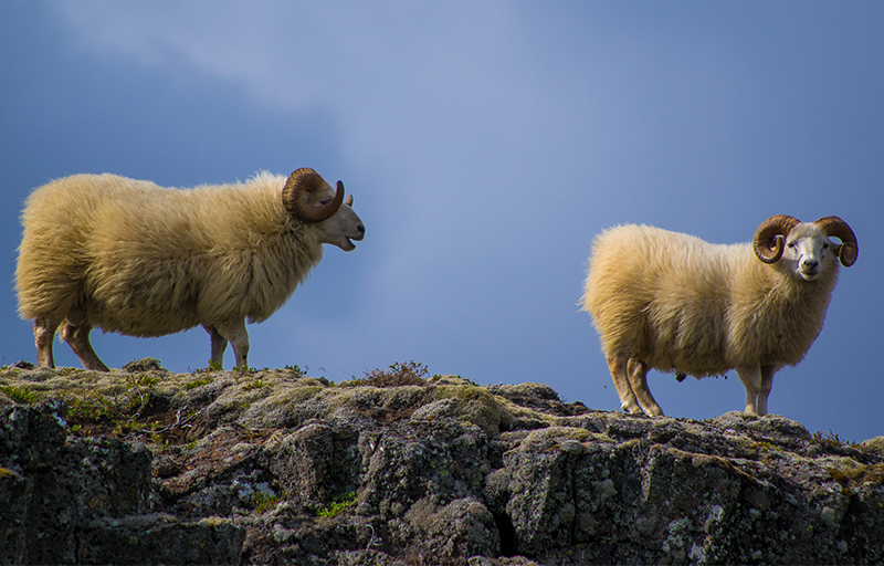 consecration of priests