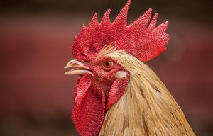 Rooster
