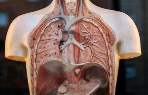 Human Body