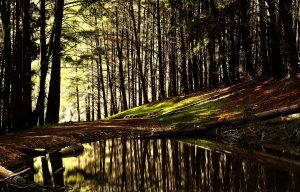 Psalm 1