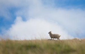 Luke 15