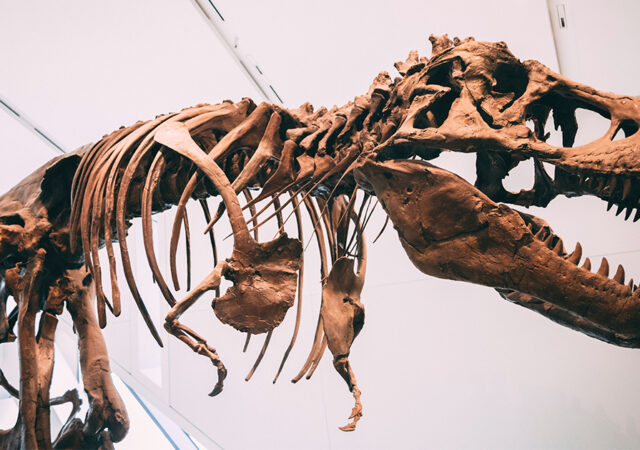 Semisaurus