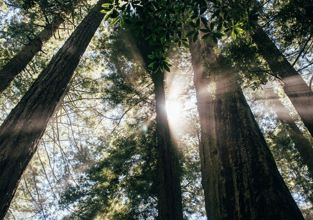 St Mark Ferndale Baptism
