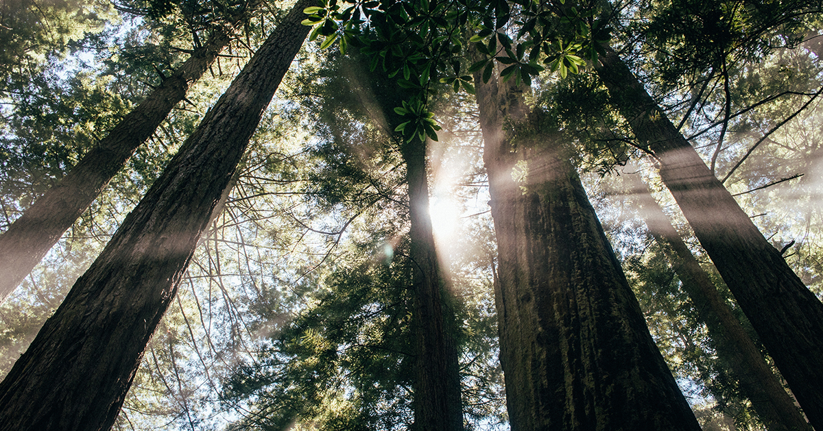 St Mark Ferndale Baptism