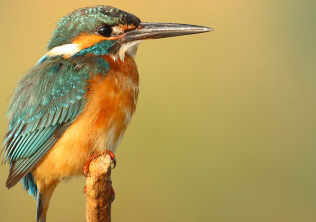 bird watching