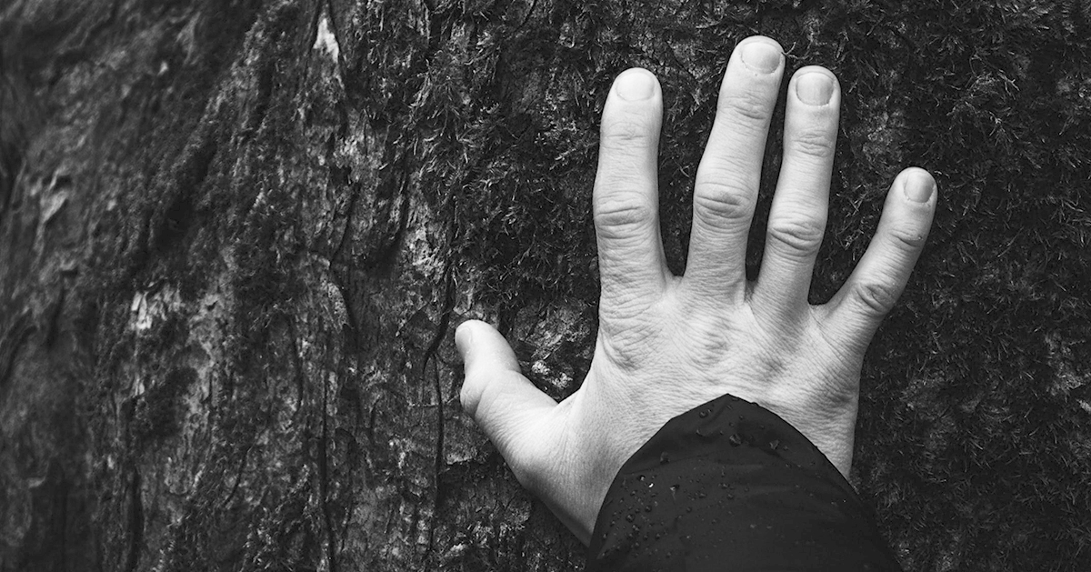 See My Savior's Hands