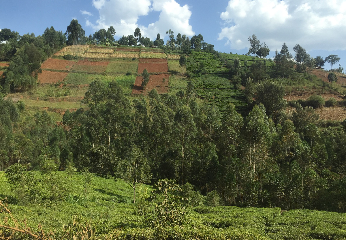 Agricultural Consultancy 3