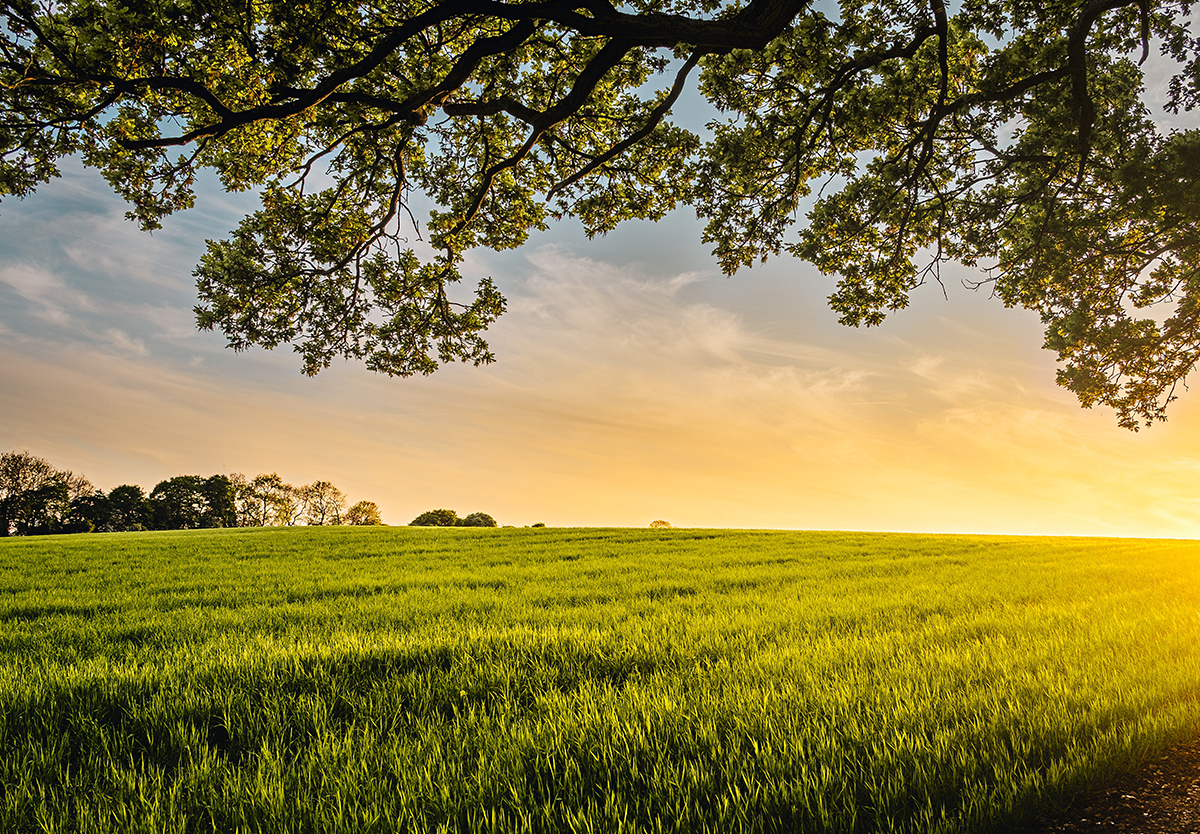 Trinity Orchard Farm