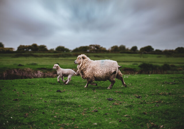 Psalm 23
