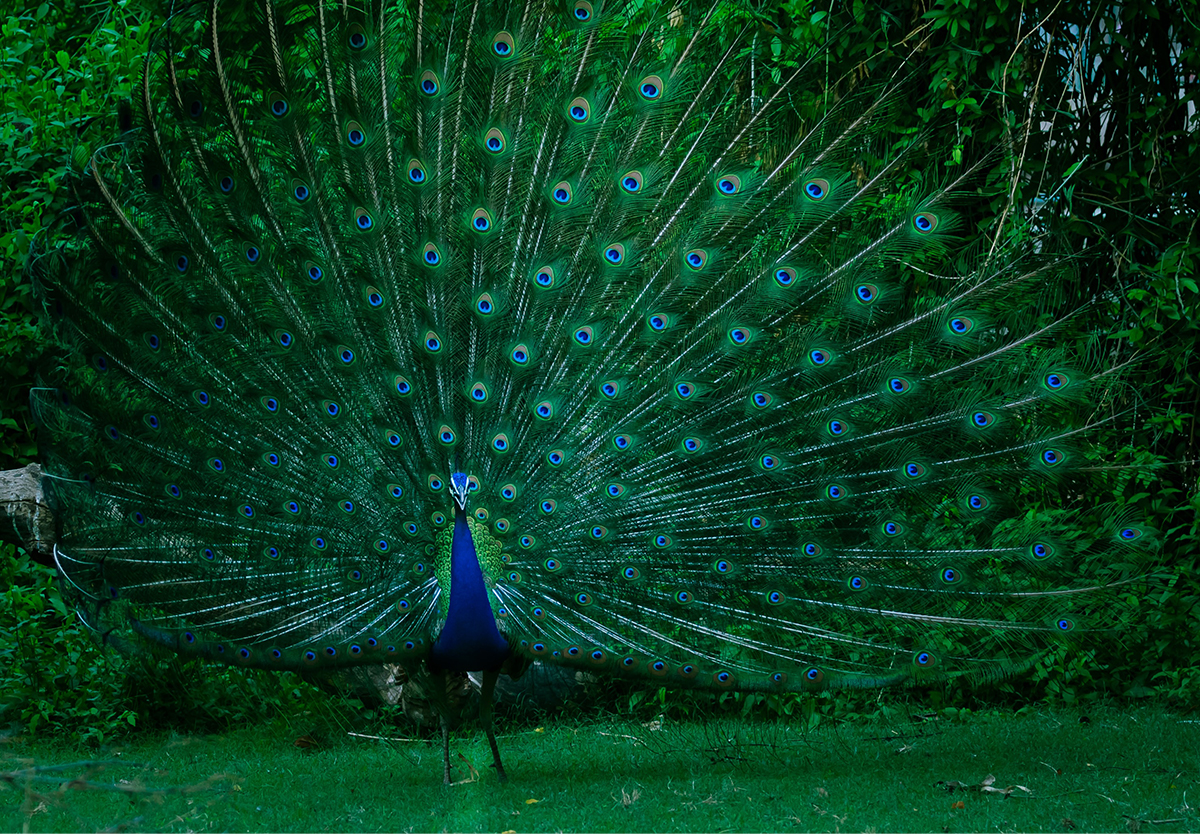 Peacock Obsession Good Works