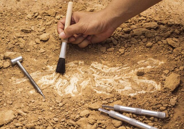 Skeleton and archaeological tools.