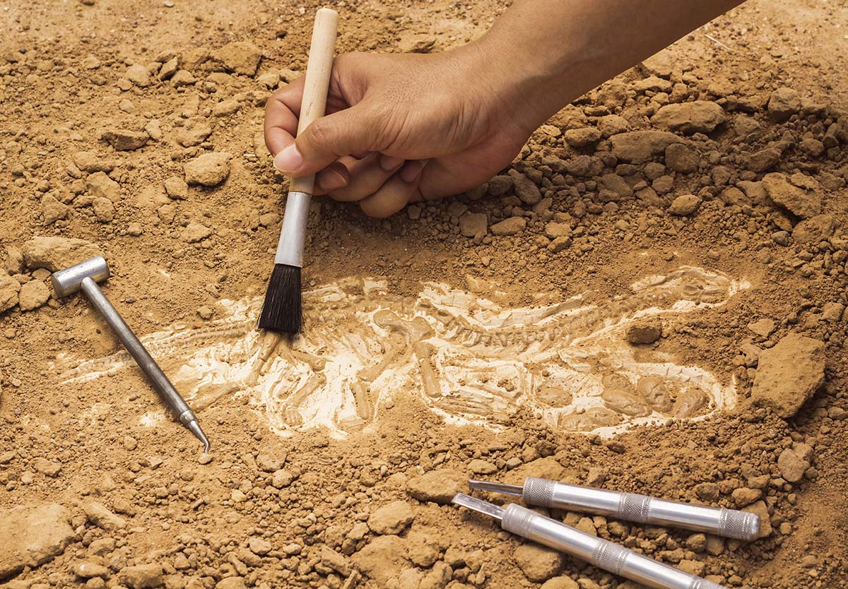Skeleton and archaeological tools.
