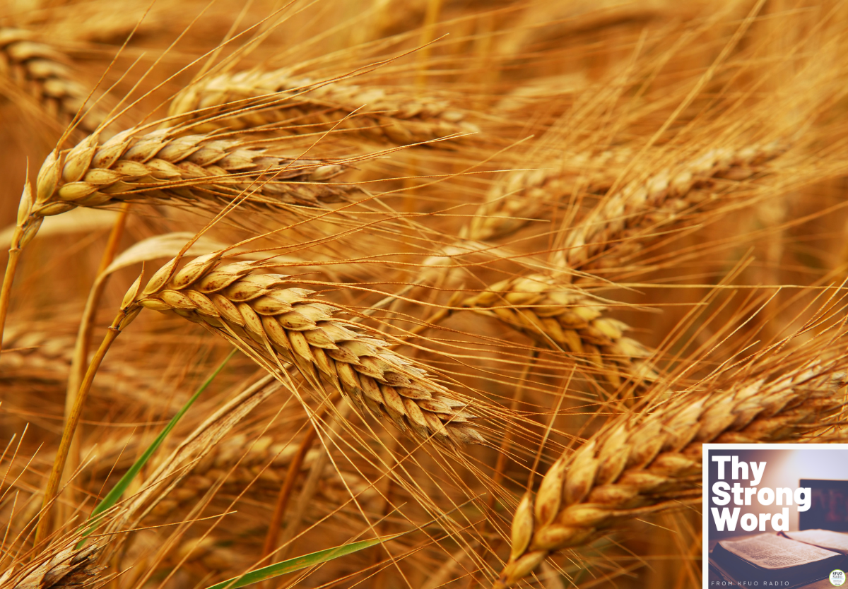 Revelation 14:14-16:16